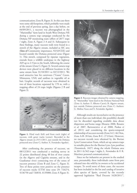 Presence of raccoon (Procyon lotor) in Doñana National ... - secem