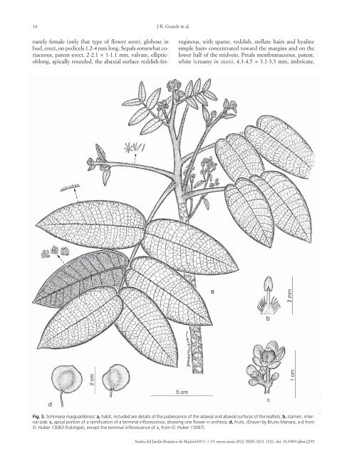 Botanical novelties from Sierra de Maigualida, southern ... - CSIC