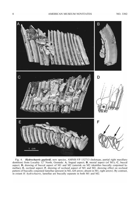 Late Cenozoic Land Mammals from Grenada, Lesser Antilles Island ...