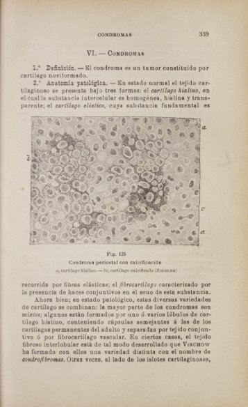tilaginoso se la presencia de haces conjuntivos en cartílagos ...