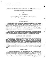 Structure and Development of the Testes in the Adult Sitophilus ...