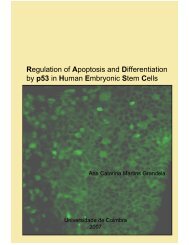 Regulation of Apoptosis and Differentiation by p53 in Human ...