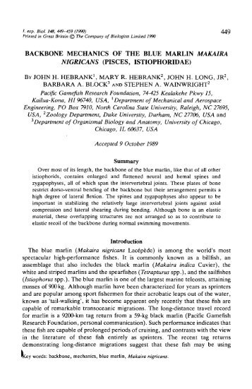 backbone mechanics of the blue marlin makaira nigricans - CiteSeerX