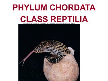 PHYLUM CHORDATA CLASS REPTILIA