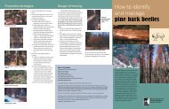 How to identify and mange Pine Bark Beetles brochure - Minnesota ...