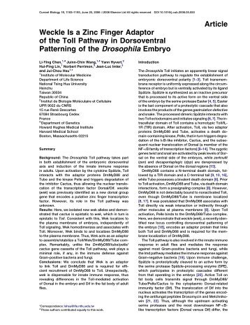 Article Weckle Is a Zinc Finger Adaptor of the Toll Pathway in ...
