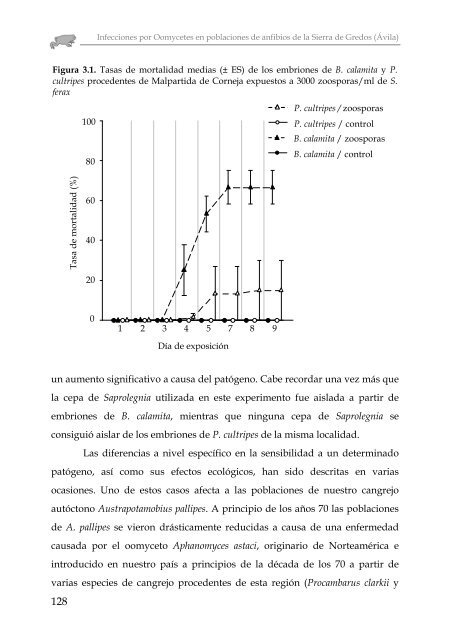 INFECCIONES POR OOMYCETES EN POBLACIONES DE ... - Gredos