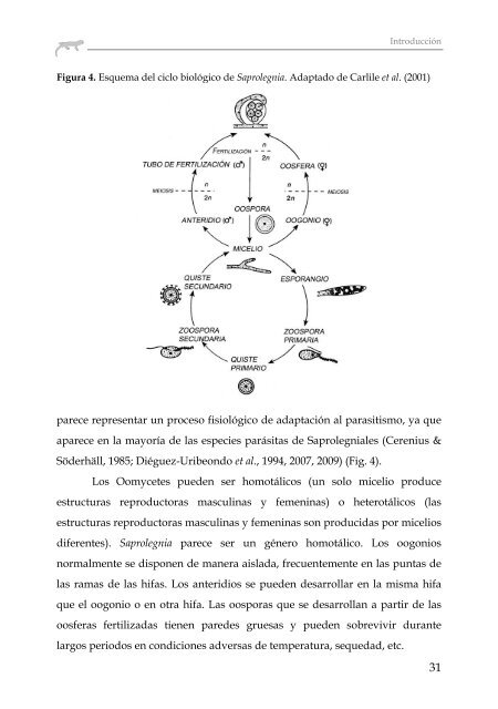 INFECCIONES POR OOMYCETES EN POBLACIONES DE ... - Gredos