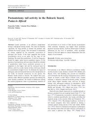 Postautotomy tail activity in the Balearic lizard, Podarcis ... - Gredos