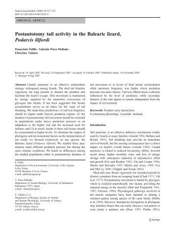 Postautotomy tail activity in the Balearic lizard, Podarcis ... - Gredos