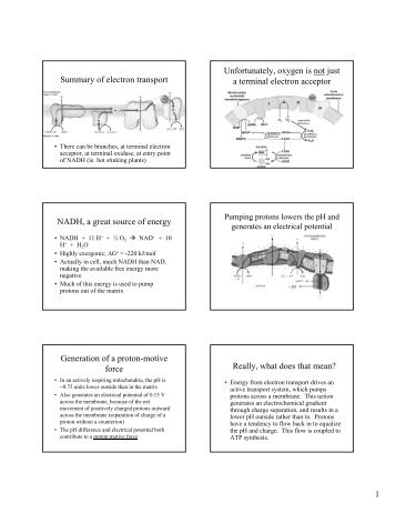 Summary of electron transport Unfortunately, oxygen is not just a ...