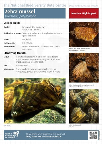 Zebra mussel - National Invasive Species Database