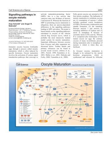 Signalling pathways in oocyte meiotic maturation - Journal of Cell ...