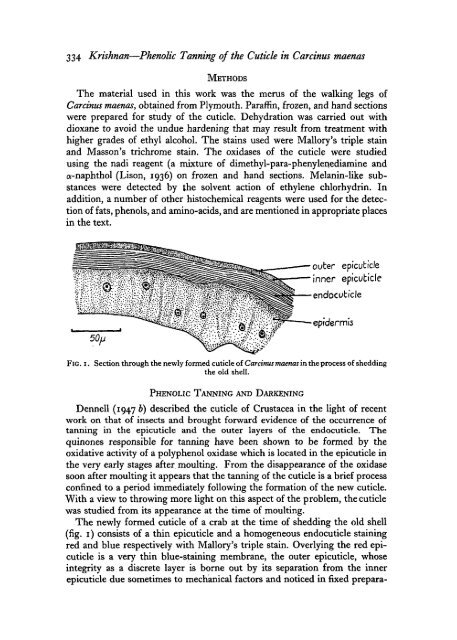 Phenolic Tanning and Pigmentation of the Cuticle in Carcinus maenas