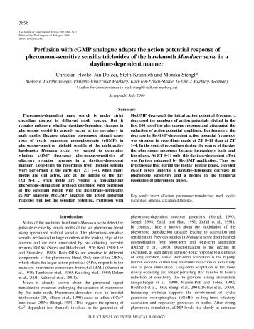 Perfusion with cGMP analogue adapts the action potential response ...
