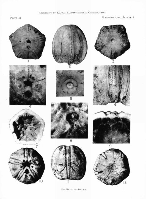 ECHINODERMATA - KU ScholarWorks - University of Kansas
