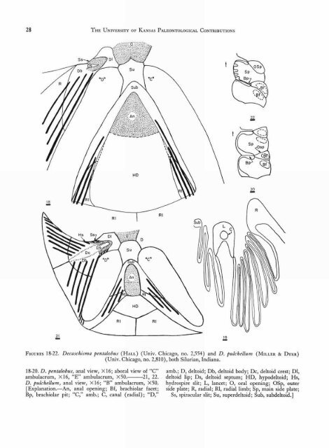 ECHINODERMATA - KU ScholarWorks - University of Kansas