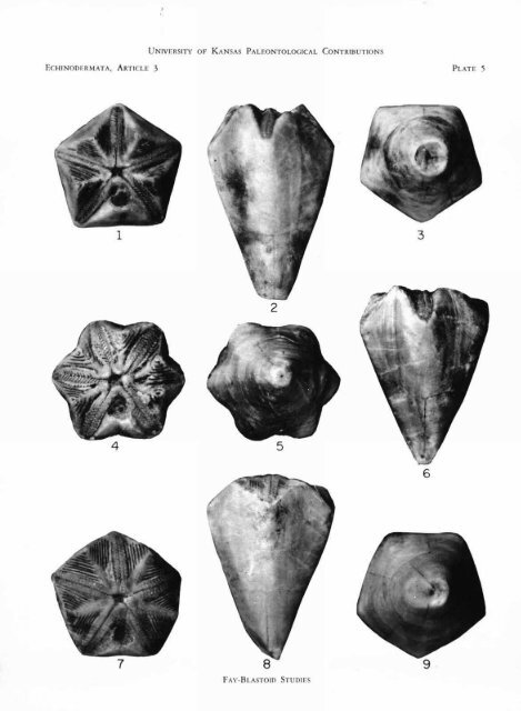 ECHINODERMATA - KU ScholarWorks - University of Kansas