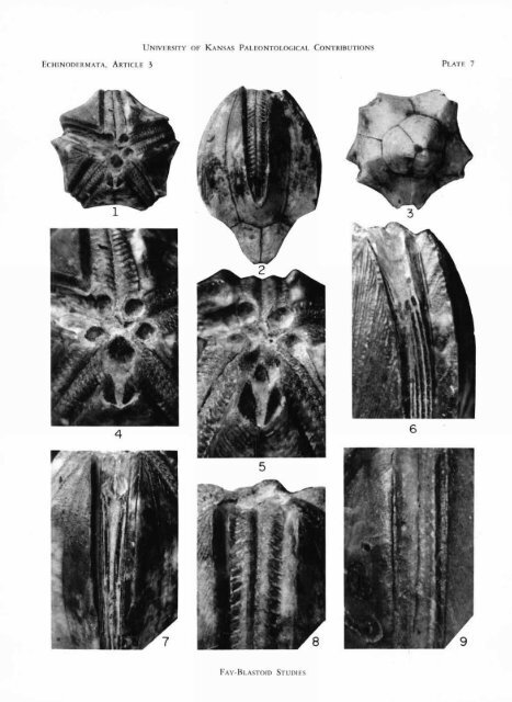 ECHINODERMATA - KU ScholarWorks - University of Kansas