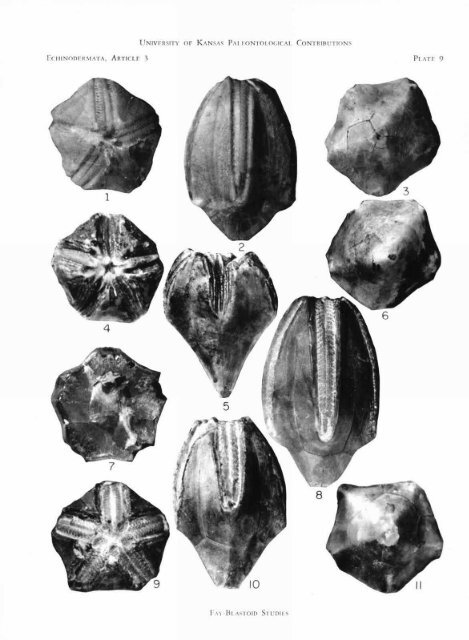 ECHINODERMATA - KU ScholarWorks - University of Kansas