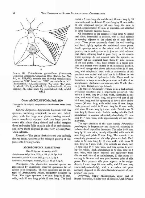 ECHINODERMATA - KU ScholarWorks - University of Kansas