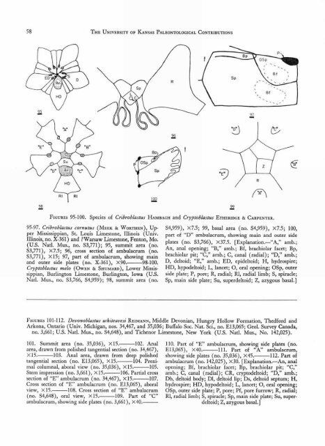 ECHINODERMATA - KU ScholarWorks - University of Kansas