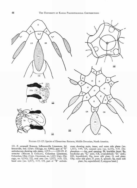 ECHINODERMATA - KU ScholarWorks - University of Kansas