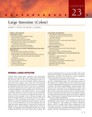 Large Intestine (Colon) - Axon