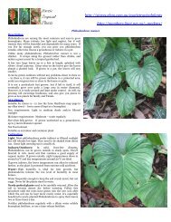 Philodendron mamei - Buyers info - iiNet