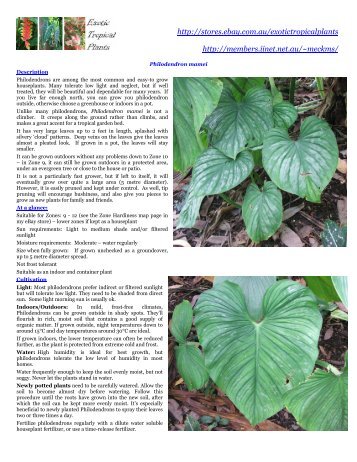 Philodendron mamei - Buyers info - iiNet