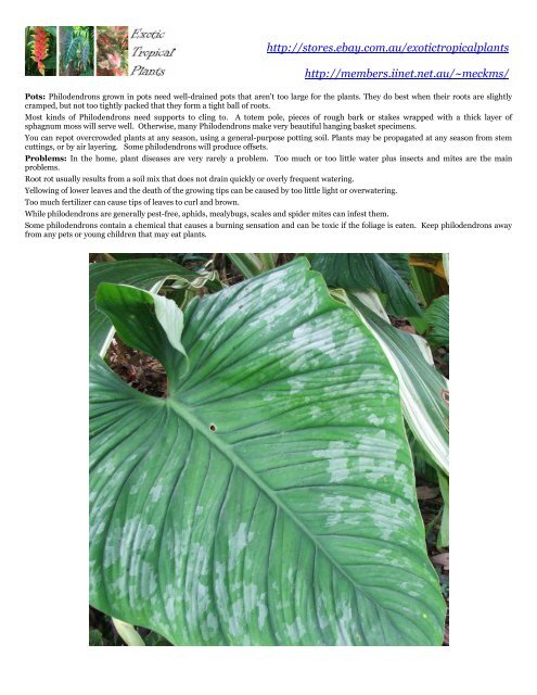 Philodendron mamei - Buyers info - iiNet