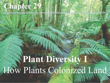 Chapter 29 Plant Diversity I How Plants Colonized Land