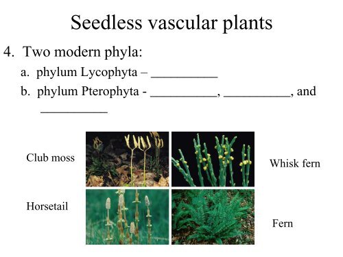 Chapter 29 Plant Diversity I How Plants Colonized Land