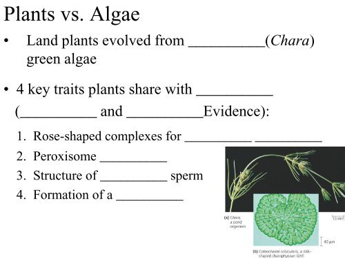 Chapter 29 Plant Diversity I How Plants Colonized Land