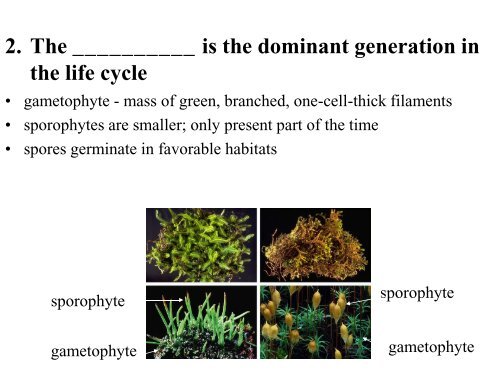 Chapter 29 Plant Diversity I How Plants Colonized Land