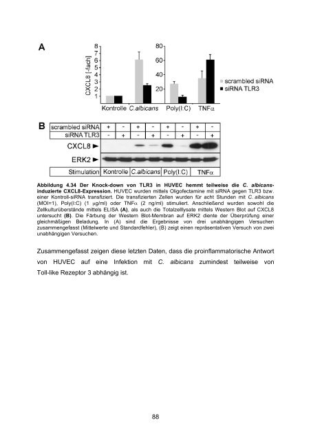 Candida albicans-induzierte Genexpression in primären ... - OPUS