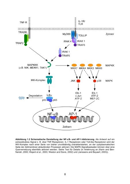 Candida albicans-induzierte Genexpression in primären ... - OPUS