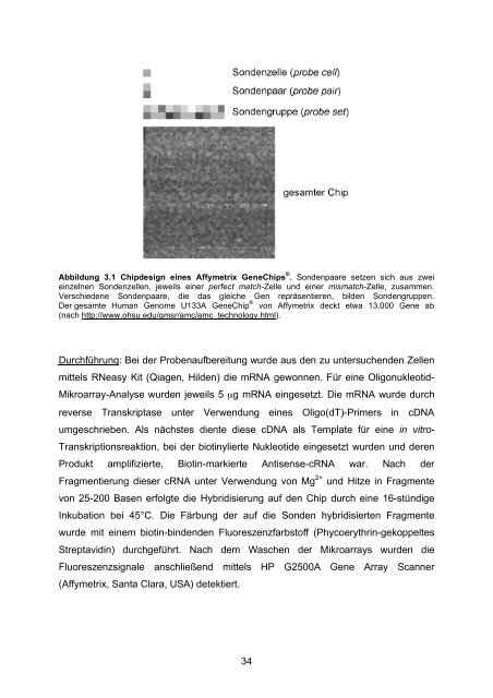 Candida albicans-induzierte Genexpression in primären ... - OPUS