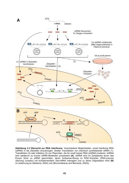 Candida albicans-induzierte Genexpression in primären ... - OPUS