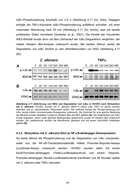 Candida albicans-induzierte Genexpression in primären ... - OPUS