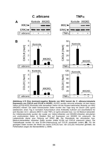 Candida albicans-induzierte Genexpression in primären ... - OPUS