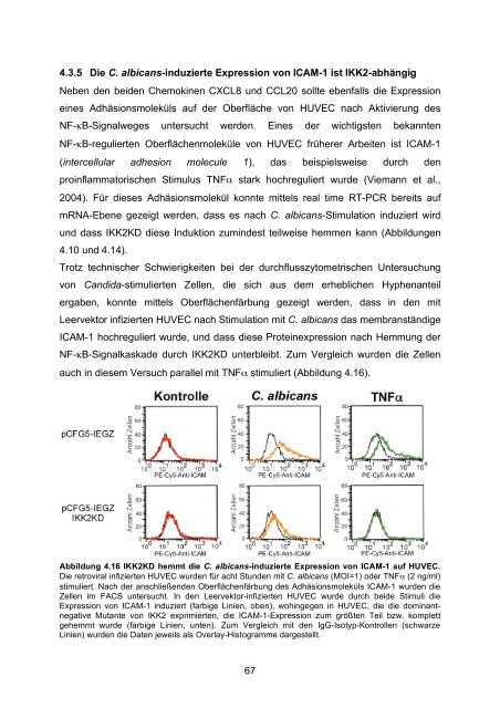 Candida albicans-induzierte Genexpression in primären ... - OPUS