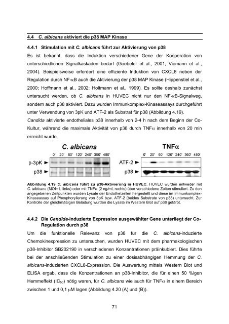 Candida albicans-induzierte Genexpression in primären ... - OPUS