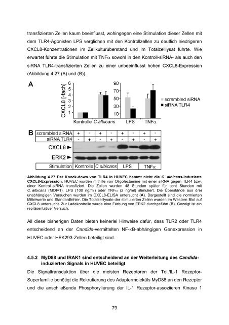 Candida albicans-induzierte Genexpression in primären ... - OPUS