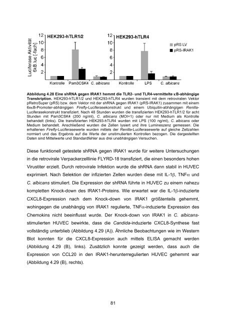 Candida albicans-induzierte Genexpression in primären ... - OPUS