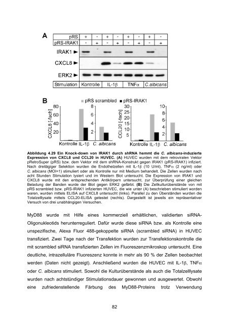 Candida albicans-induzierte Genexpression in primären ... - OPUS