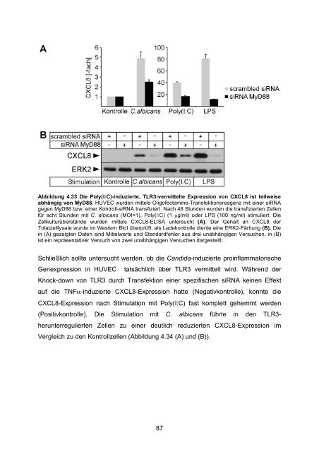 Candida albicans-induzierte Genexpression in primären ... - OPUS