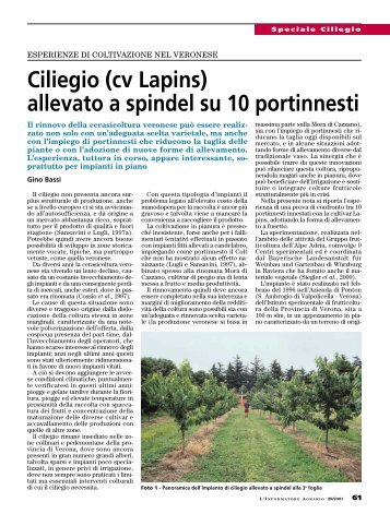 Ciliegio (cv Lapins) allevato a spindel su 10 portinnesti - Provincia di ...
