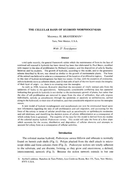 THE CELLULAR BASIS OF HYDROID MORPHOGENESIS