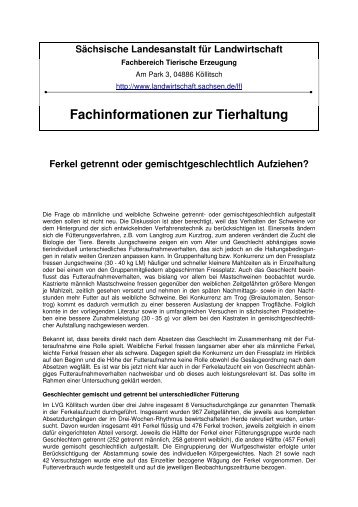 Ferkel getrennt oder gemischtgeschlechtlich Aufziehen?